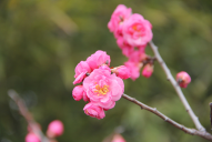 西安植物園冬季梅花展開(kāi)幕