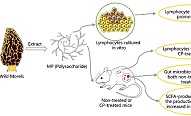 陜西省微生物研究所在真菌多糖藥用價(jià)值研究領(lǐng)域取得進(jìn)展