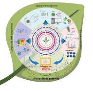 陜西省西安植物園研究團(tuán)隊(duì)發(fā)表空間多組學(xué)推動(dòng)藥用植物次生代謝研究綜述